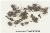 藏品(細齒苔科)的圖片